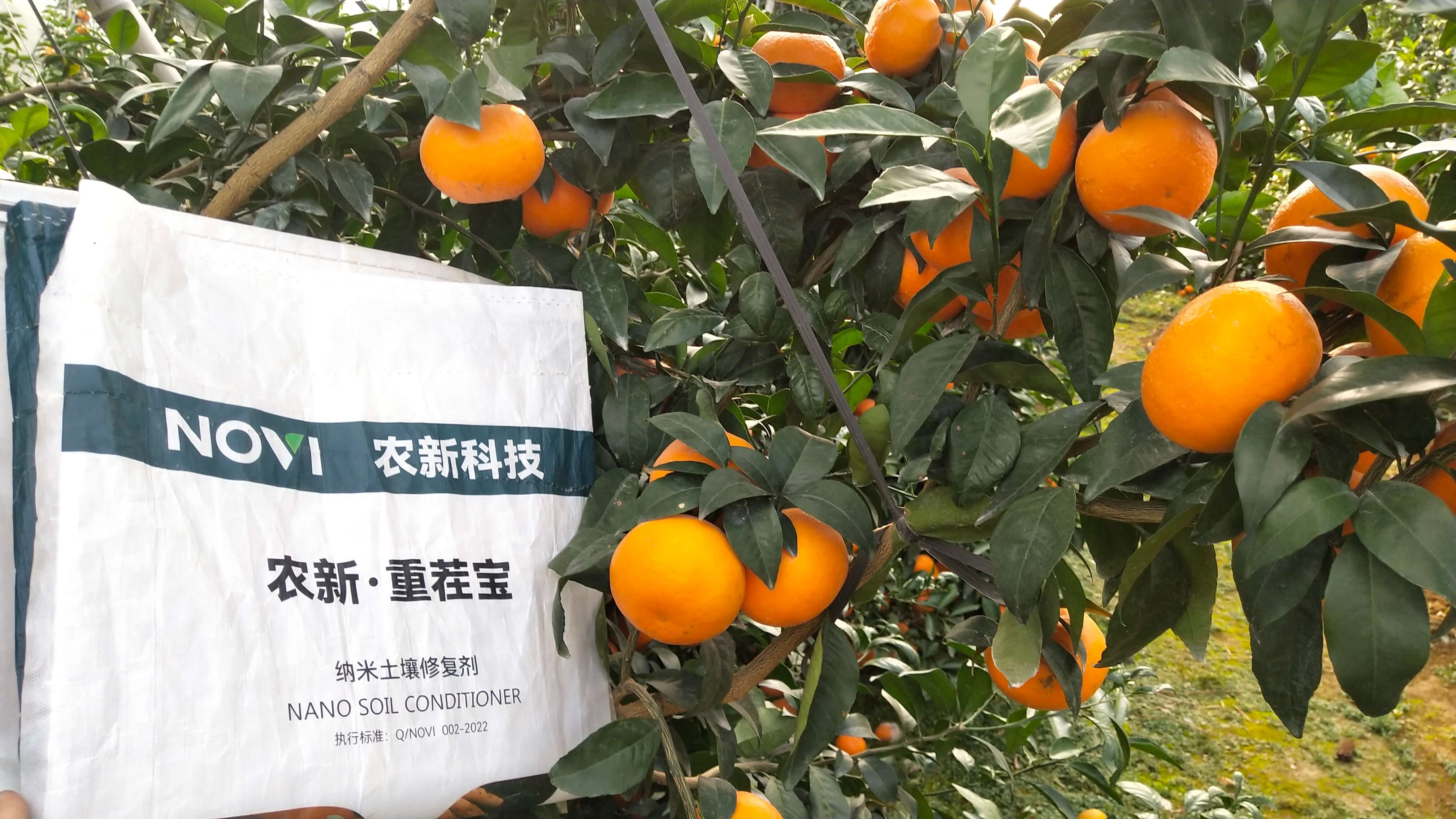 柑橘果园重茬改良回访