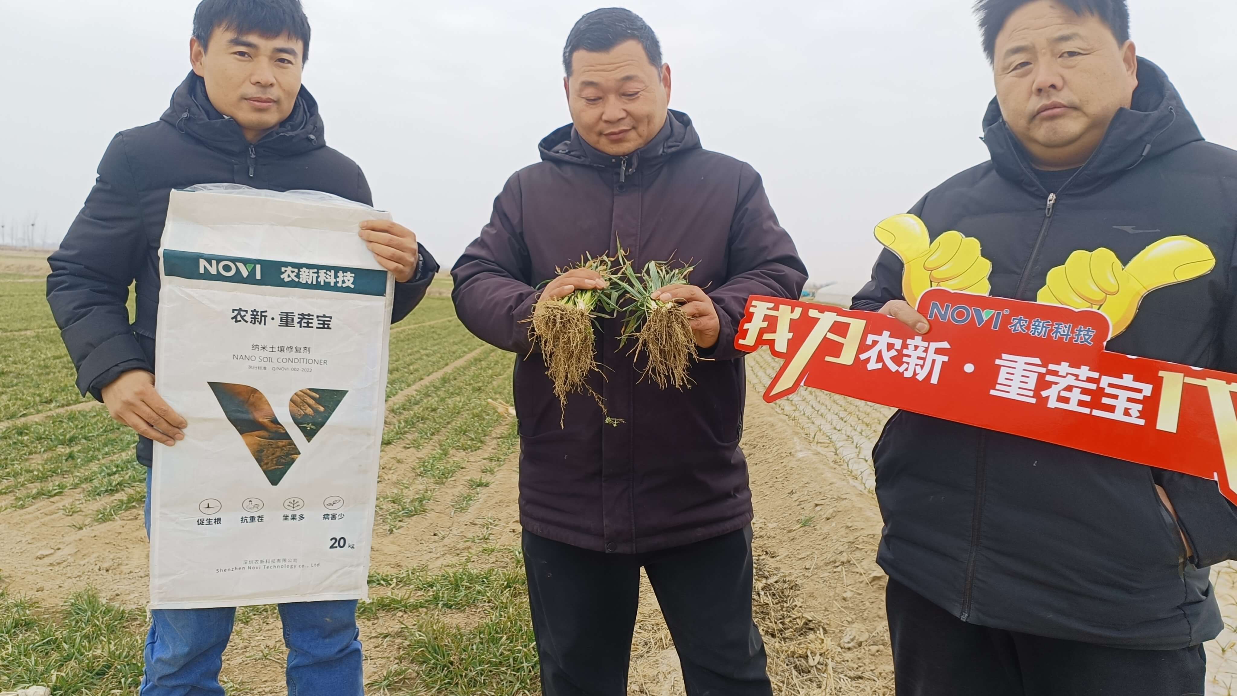 冬小麦苗期根系改良回访