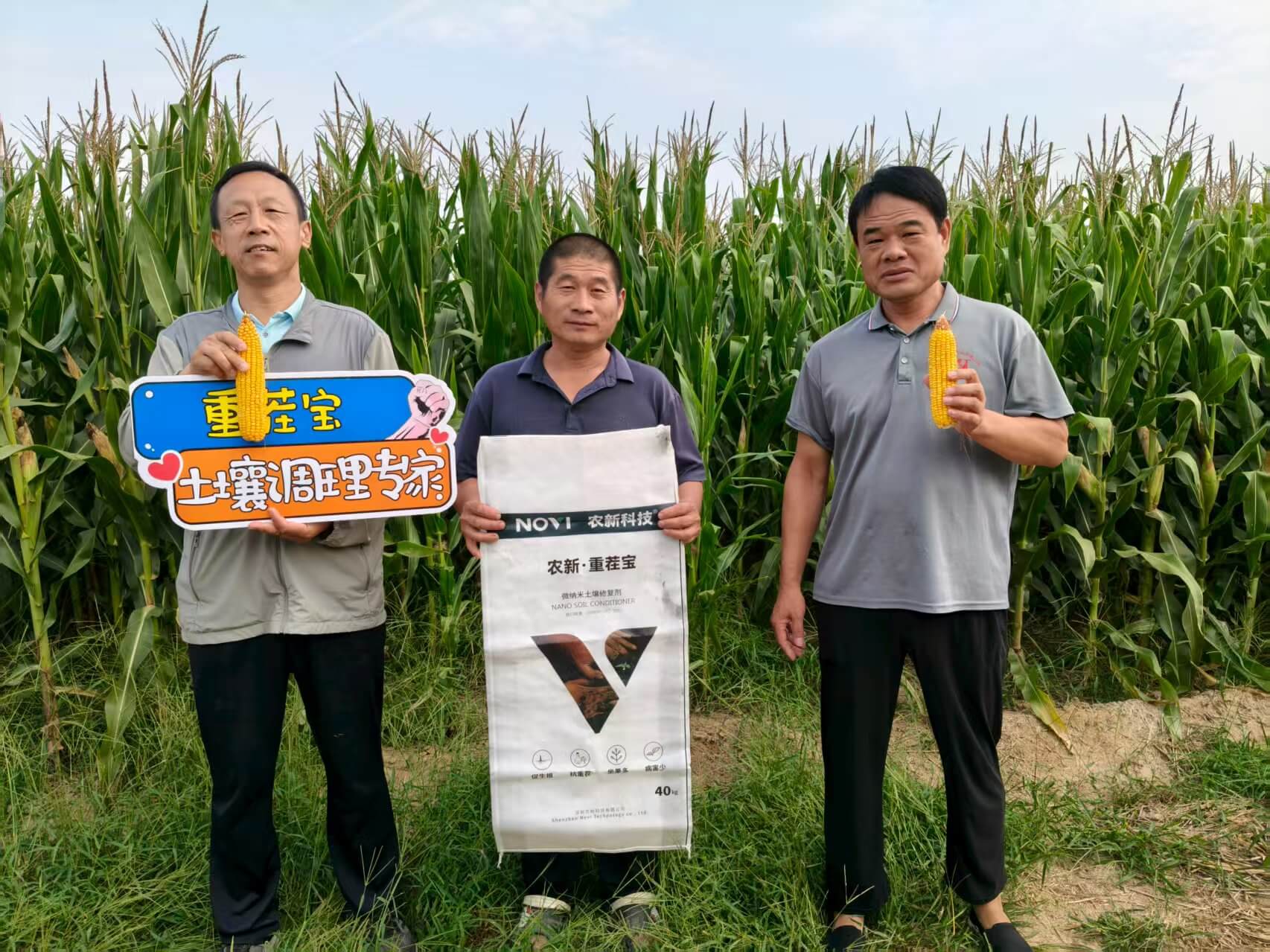 夏玉米丰产改良回访