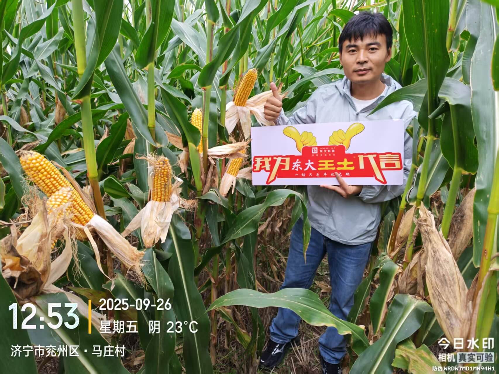 王土调理剂小麦回访